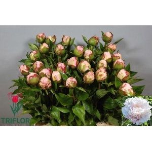 PAEO L GARDENIA