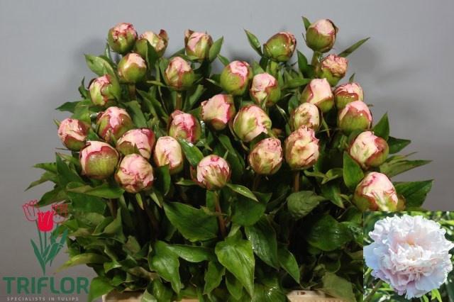 <h4>PAEO L GARDENIA</h4>