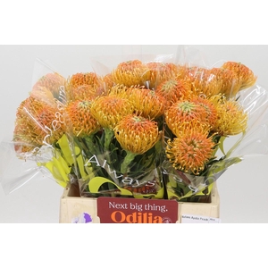 Nutans Ayoba Peach