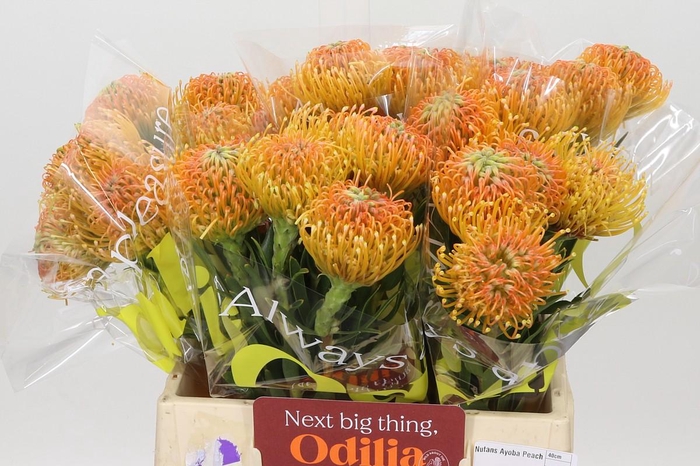 <h4>Nutans Ayoba Peach</h4>