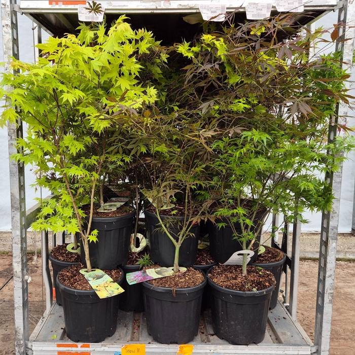 <h4>ACER PALMATUM</h4>