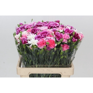 Dianthus Tr Mix