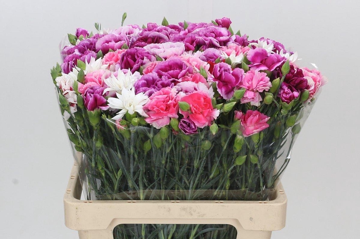 <h4>Dianthus Tr Mix</h4>