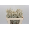 Amaranthus Yearming Desert