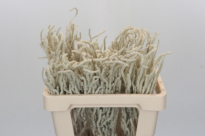 <h4>Amaranthus Yearming Desert</h4>