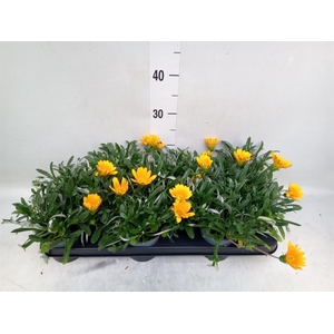 Gazania splen. 'Gelbe Jupiter'