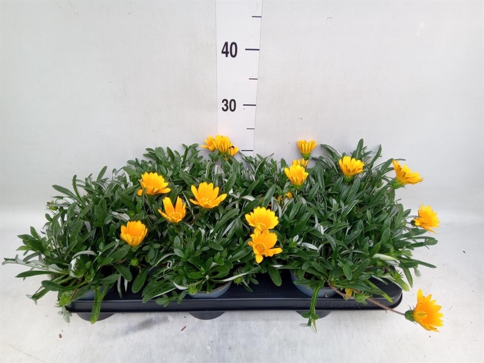 <h4>Gazania splen. 'Gelbe Jupiter'</h4>