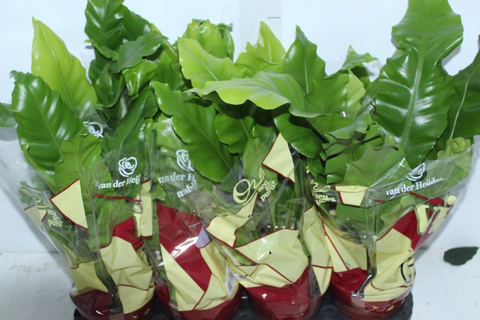 <h4>ASPLENIUM NIDUS P14</h4>