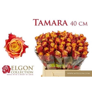 Rosa grootbloemig Tamara