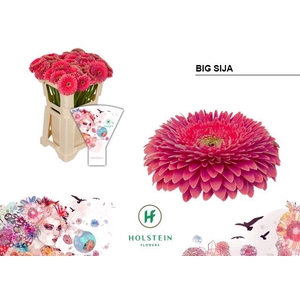 Gerbera Pomponi Big Sija Water x40