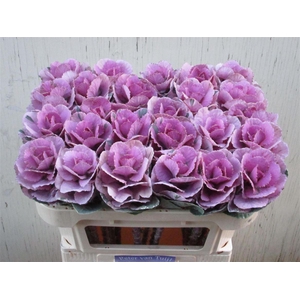 Brassica Empire Olga Pink