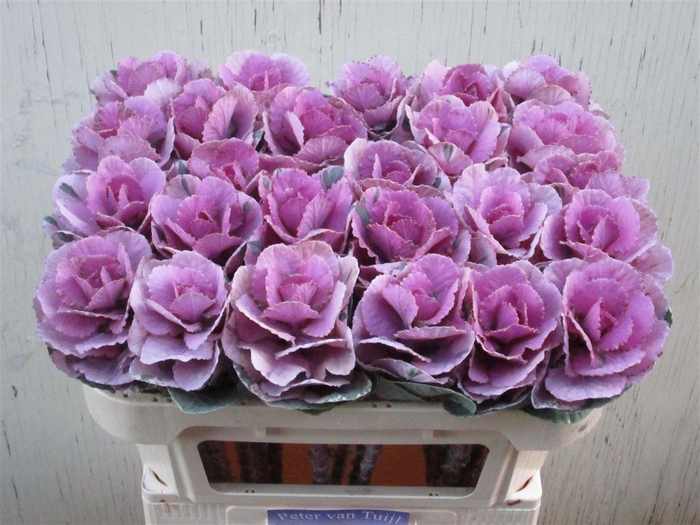<h4>Brassica Empire Olga Pink</h4>