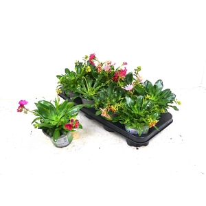 LEWI COTYLEDON