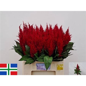 Cel P Century Rood