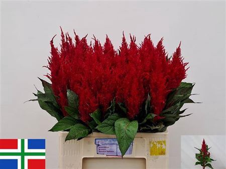 <h4>Cel P Cent Rood</h4>