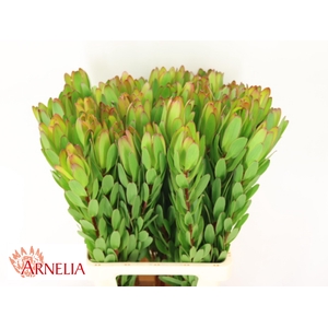 LEUCAD SAF GOLDSTRIK