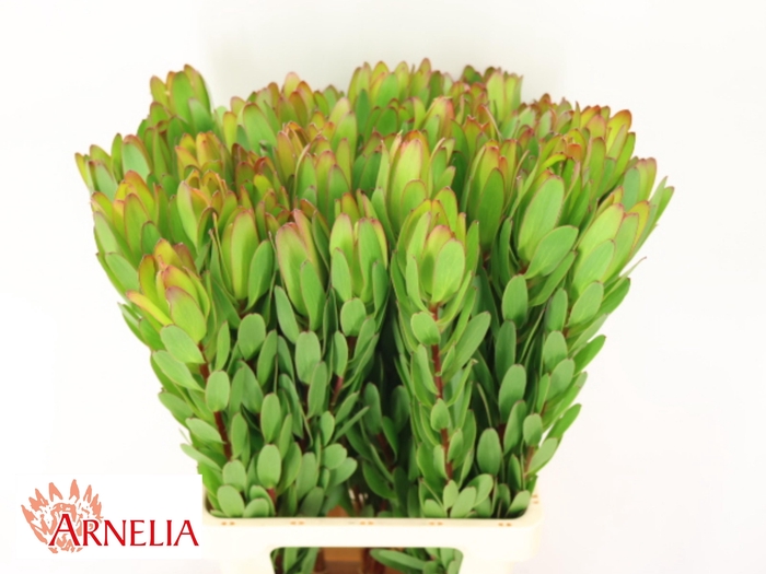 <h4>LEUCAD SAF GOLDSTRIK</h4>