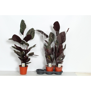 CALAT SANDERIANA