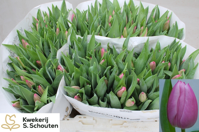 <h4>TU EN CHRISTM DREAM</h4>