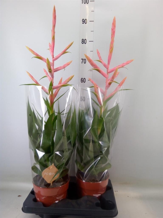 <h4>Tillandsia  'Dolce'</h4>