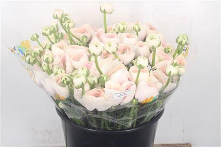 Ran.. Su Hanoi Extra X50