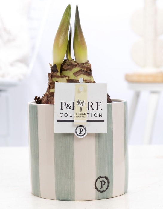 <h4>Hippeastrum white in P&PURE Eline 2 ceramics green</h4>