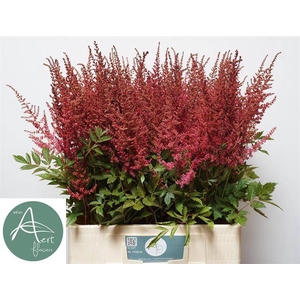 Astilbe Else Schluck Aert