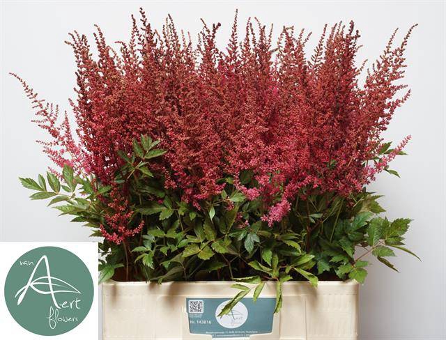 <h4>Astilbe Else Schluck Aert</h4>
