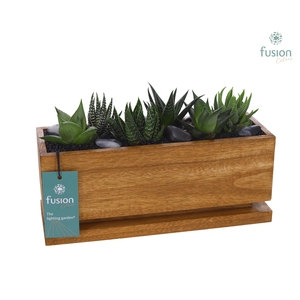 The Lighting Garden LED Medium met Haworthia