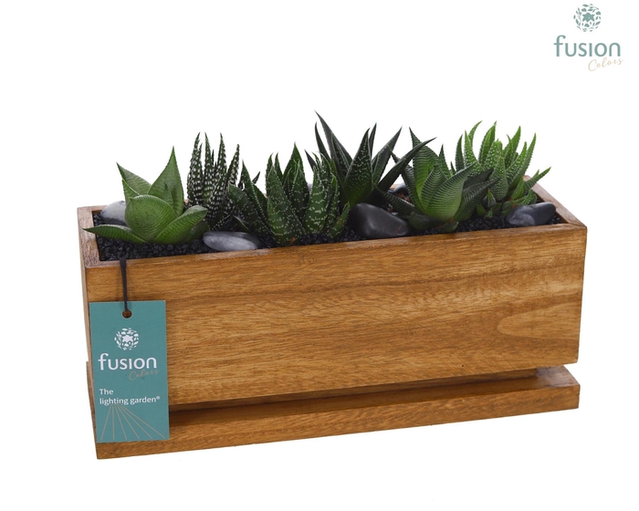 <h4>The Lighting Garden LED Medium met Haworthia</h4>