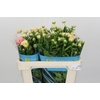 Ranunculus Butterfly Ariadne