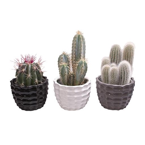 CACTUS MIX P12 L 66297