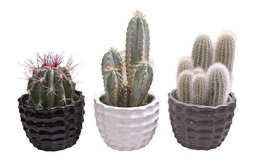 CACTUS MIX P12 L 66297