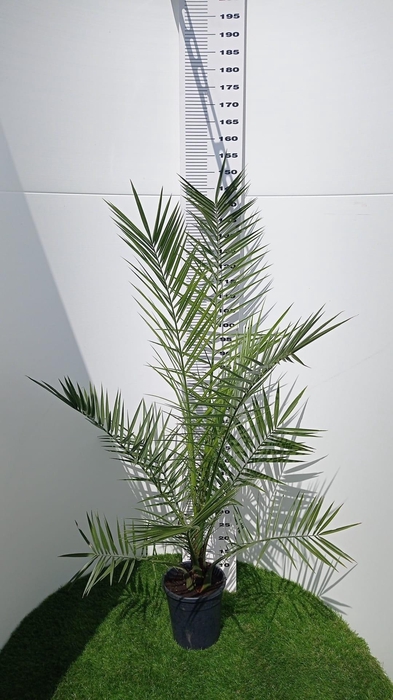 <h4>PHOENIX CANARIENSIS</h4>