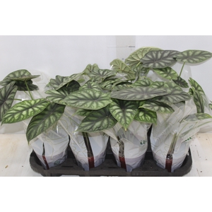 ALOCASIA DRAGON SCALE P12
