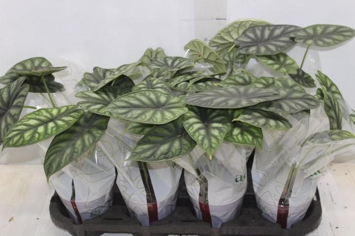 <h4>ALOCASIA DRAGON SCALE P12</h4>