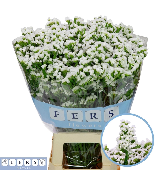 <h4>LIMONIUM SINUATUM 'WHITE STARLIGH'</h4>
