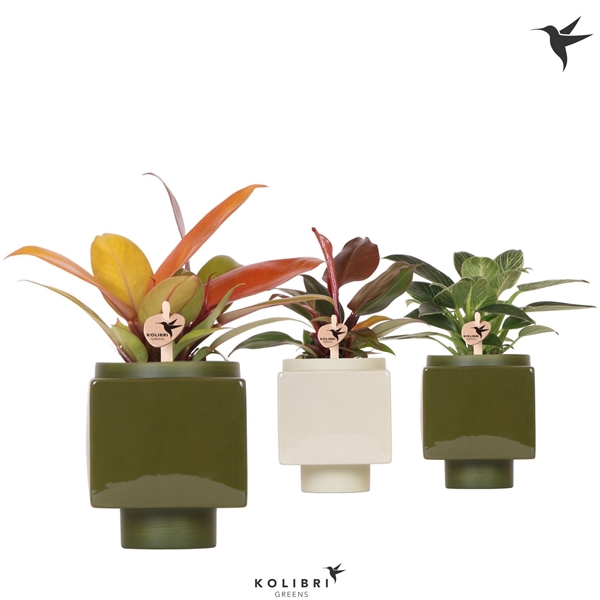 <h4>Kolibri Greens Philodendron mix in Cube pot green mix</h4>
