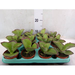Kalanchoe NF   ...