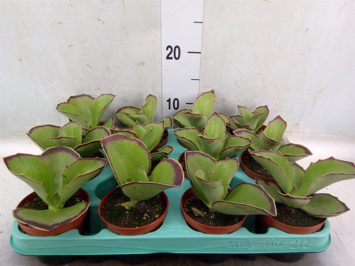 <h4>Kalanchoe NF   ...</h4>
