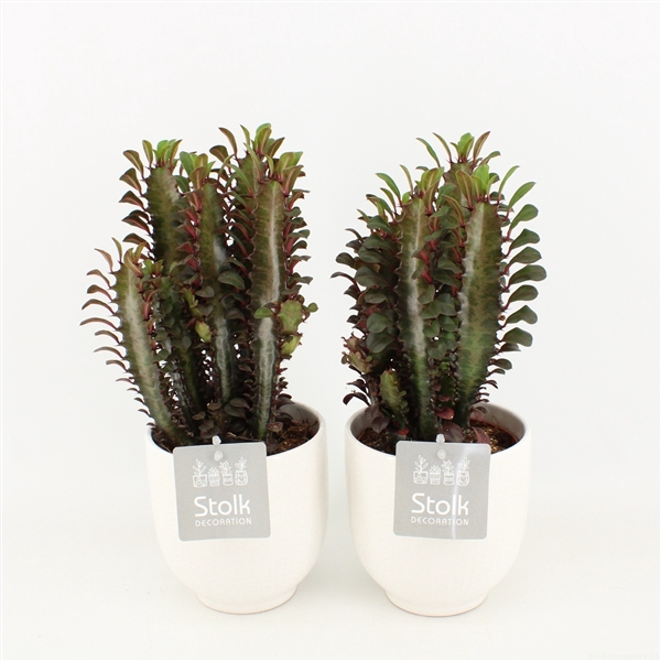 <h4>Euphorbia Trigona Rubra in Liv keramiek</h4>