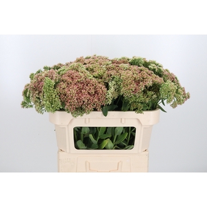 Sedum Herbstfreud Gr