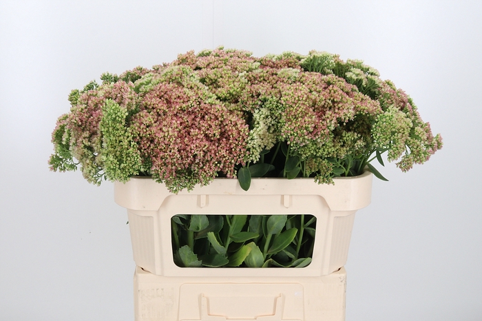 <h4>Sedum Herbstfreud Gr</h4>