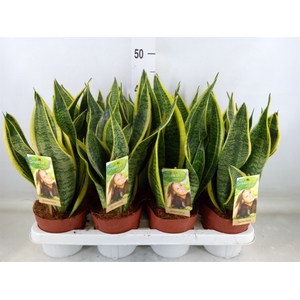 Sansevieria trifa. 'Futura Superba'