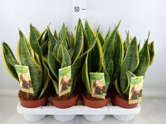 <h4>Sansevieria trifa. 'Futura Superba'</h4>
