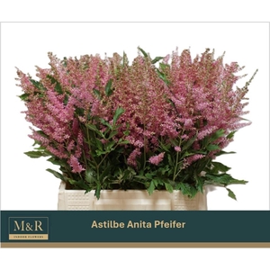 ASTIL AR ANITA PFEIF