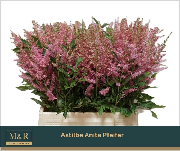 <h4>ASTIL AR ANITA PFEIF</h4>
