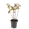 Hypericum