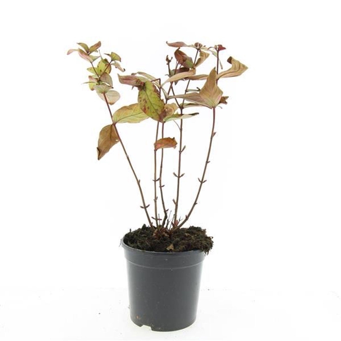 Hypericum