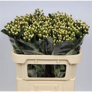 Hypericum Androsaemum Wit